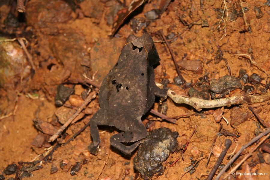 Unknown Bufo Species Surinam 01