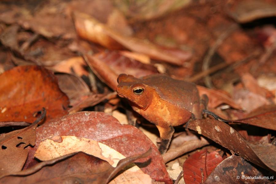 Unknown Bufo Species Surinam 02