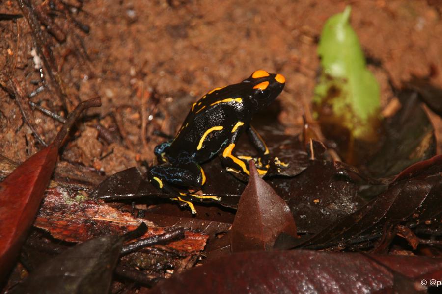 Tinctorius Alanis from Surinam